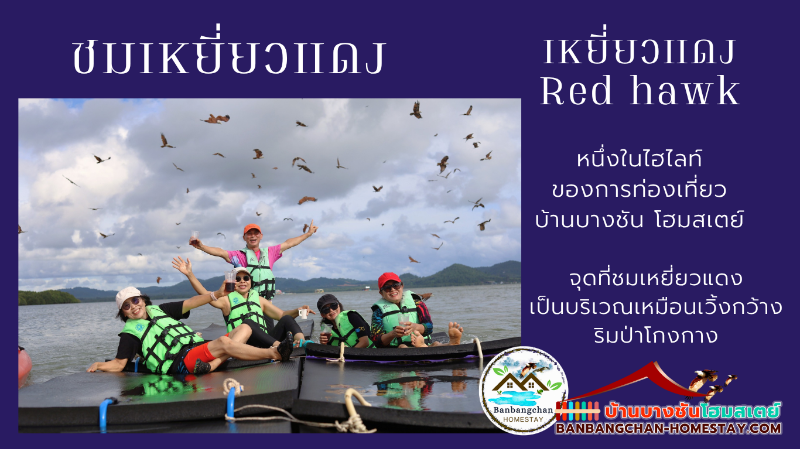 ชมเหยี่ยวแดง ไฮไลท์ของการท่องเที่ยวบ้านบางชันโฮมสเตย์